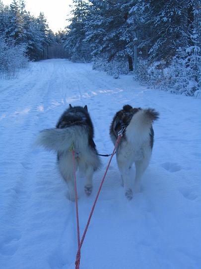 Awa ja Apollo 23.1.08 014.jpg - Awa ja Apollo 23.1.08 / Awa and Apollo working 23.1.08